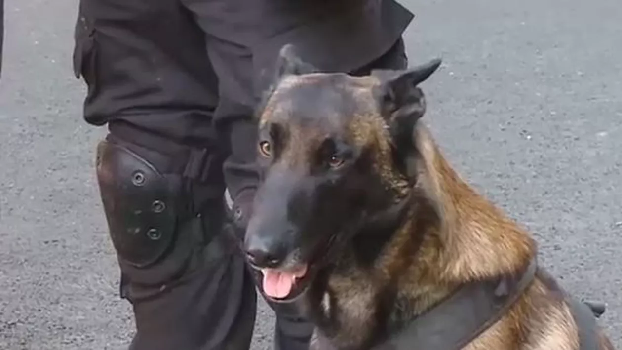 El este cățelul care îi escortează pe luptătorii SIAS. Ce știe să facă (FOTO)