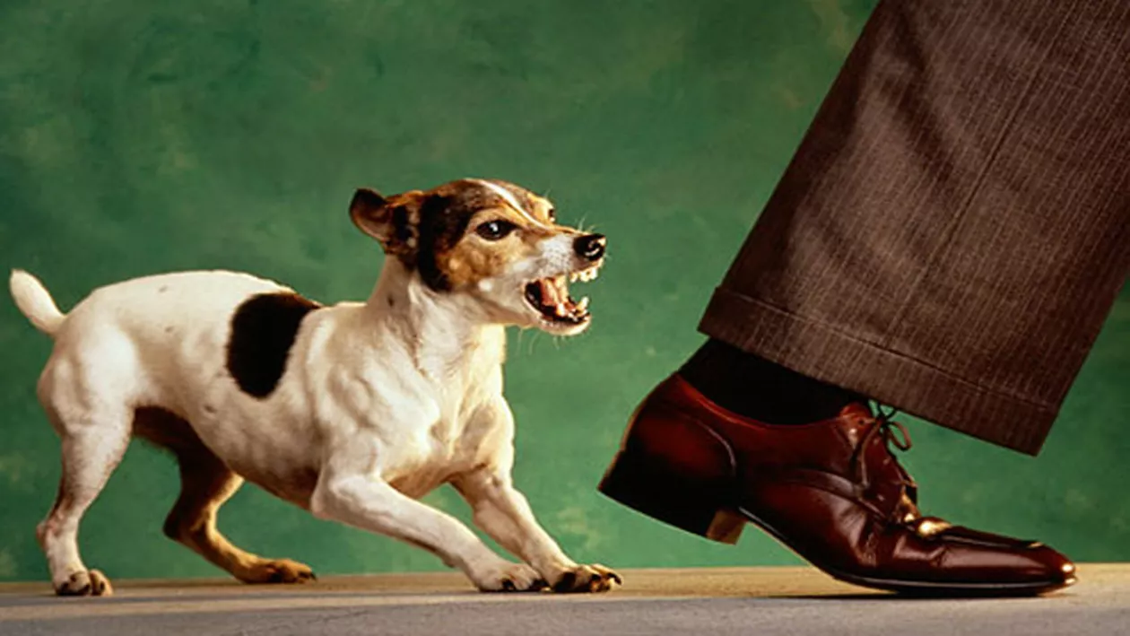 Câinele tău latră după ora 22? Primeşti amendă!