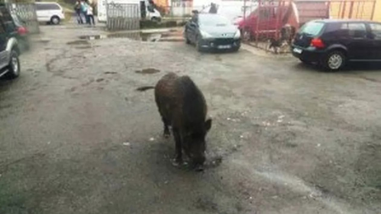 La Petroșani mistreții mișună nestingheriți prin centrul orașului (FOTO și VIDEO)