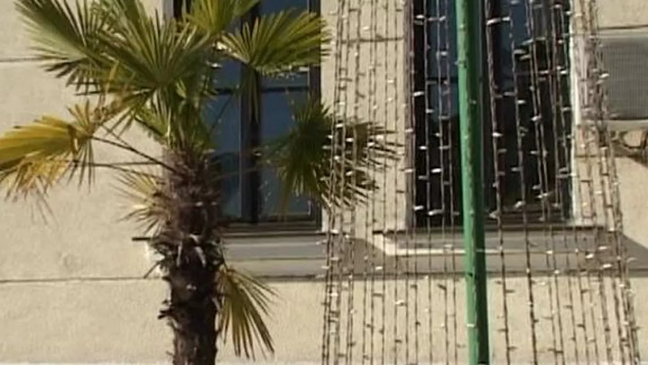 O, palmier frumos! Decor de Crăciun DEBUSOLANT la Târgu Jiu (FOTO)