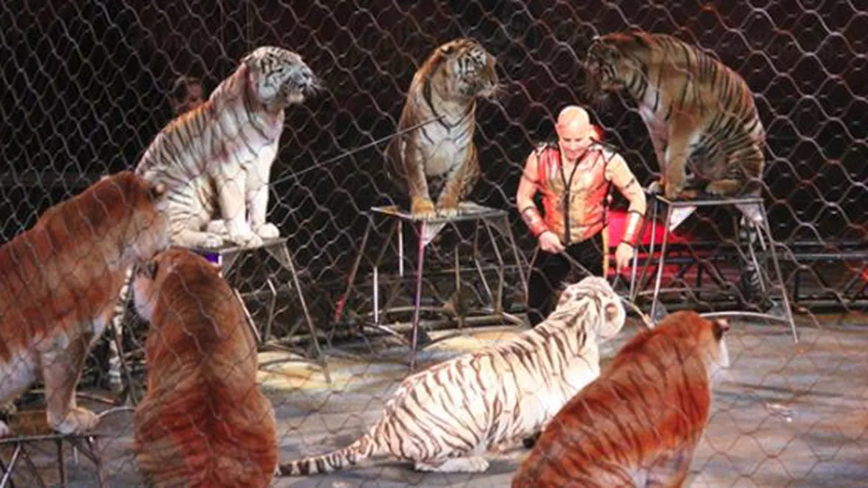 Animalele sălbatice, interzise în spectacole de circ