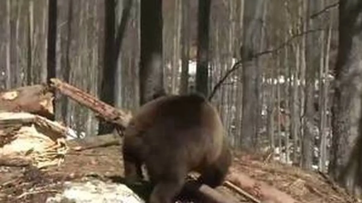 Cabana Postăvaru, lovită din nou de un urs: Cu stricăciuni a plecat și cu ce a plecat animalul din interior (FOTO)