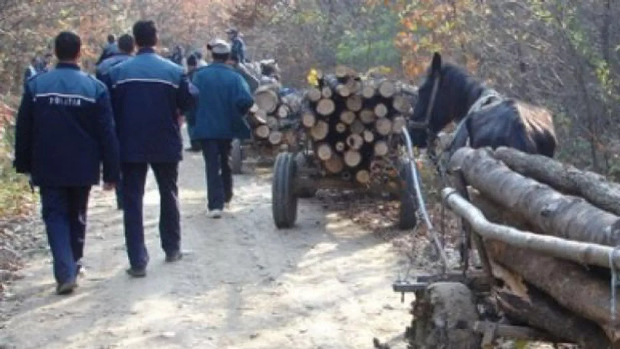 Fii CORECT, anunță Poliția! Vei primi AMENDĂ că ai reclamat un posibil transport ilegal de lemne