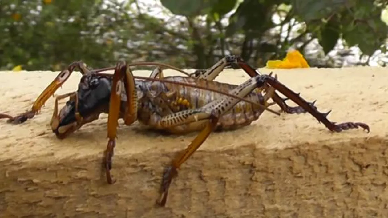 Pâinea pe bază de insecte, apariția unei noi mode culinare în bucătăriile vestice