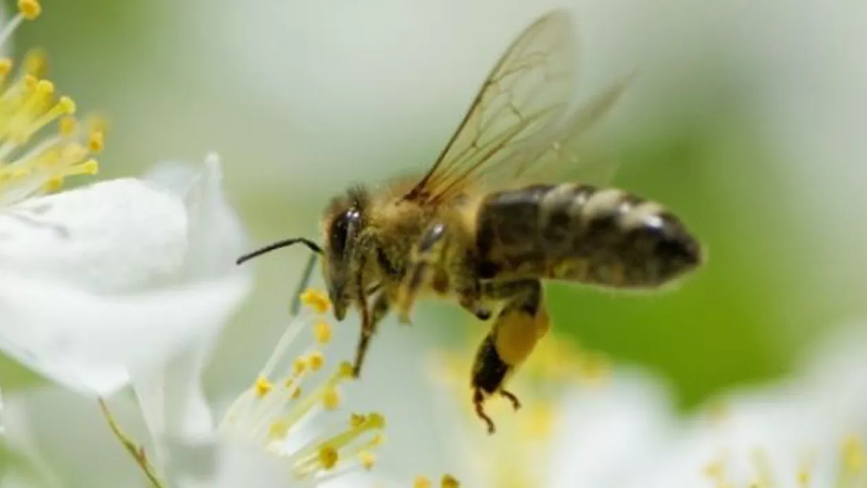 Pentru a proteja albinele, justiția franceză a suspendat comercializarea a două pesticide