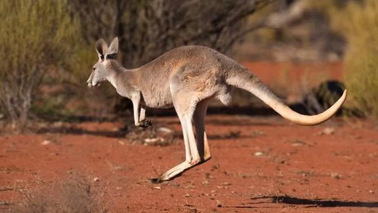 INCREDIBIL care este cuvântul anului în Australia și ce înseamnă el!!