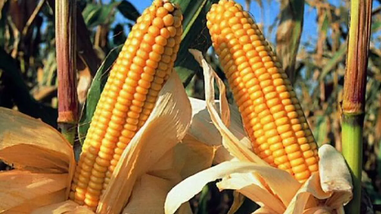 România detronează Franţa la producţia de PORUMB: Suntem primii din Europa!