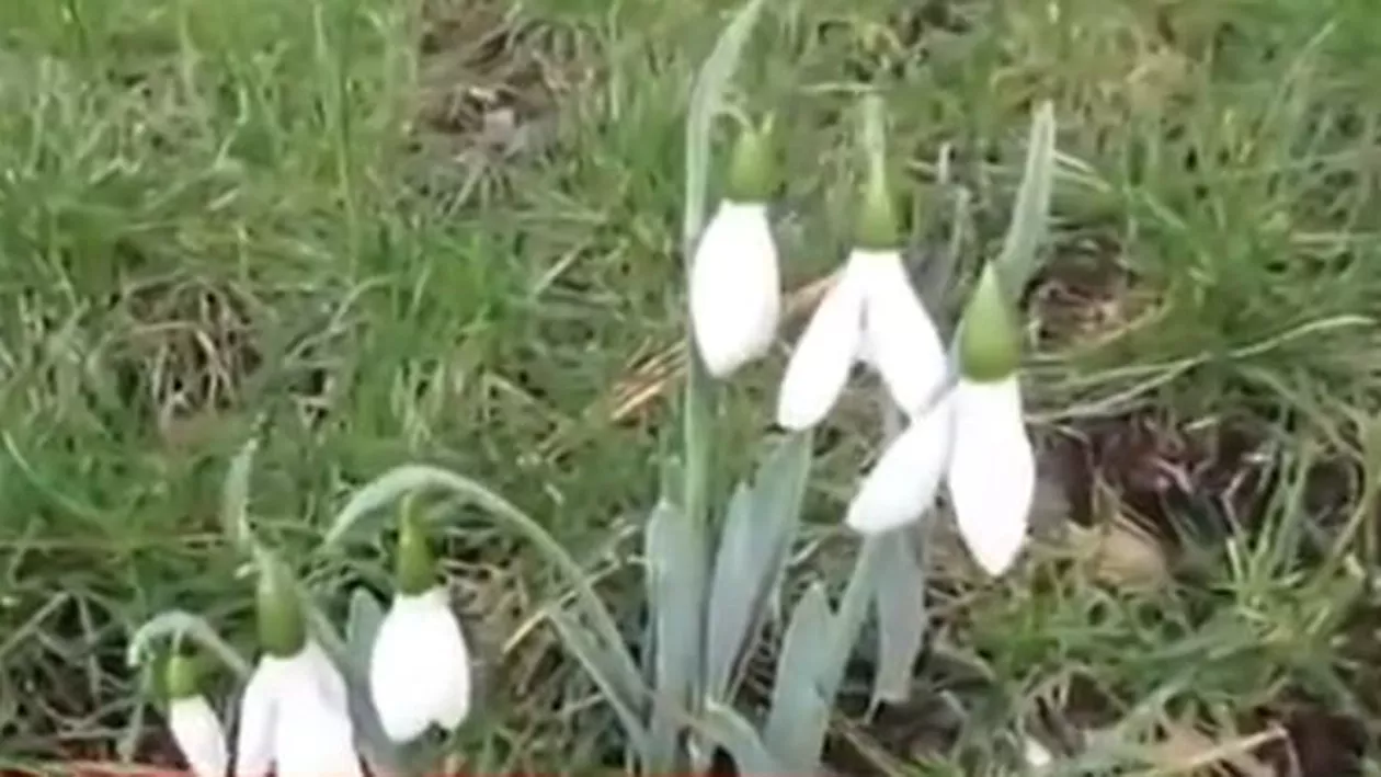 Primăvară, în decembrie: În piețe au răsărit... ghioceii (VIDEO)