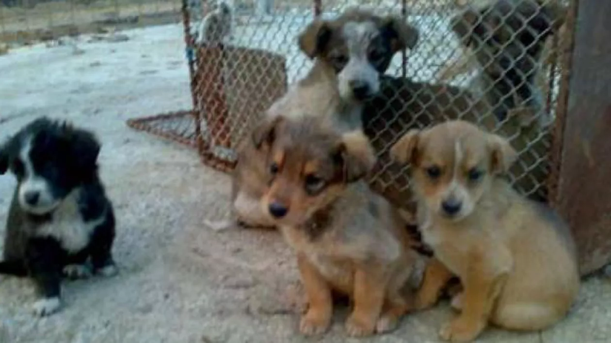 Câini măcelăriţi la marginea Autostrăzii Bucureşti- Piteşti! Imagini incredibile (VIDEO)