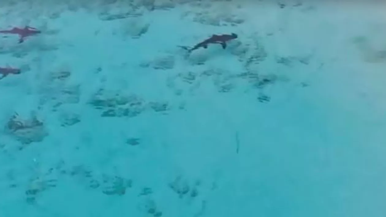 Un băiat aflat în marea din Bahamas, salvat MIRACULOS de atacul a patru RECHINI (VIDEO)