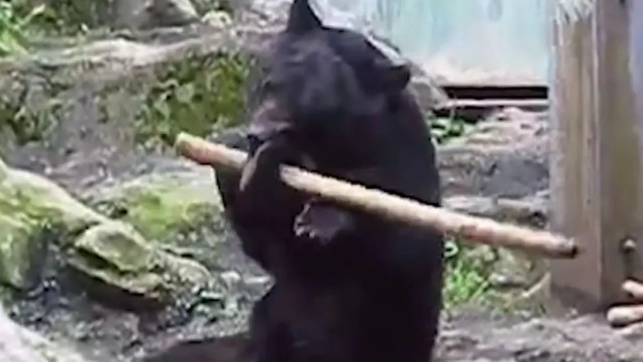 Moș Martin karatistul. Un URS de la ZOO știe KUNG FU (VIDEO VIRAL)