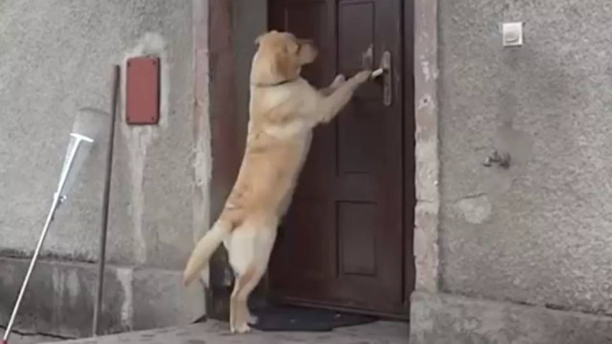 Cel mai inteligent câine din lume. Vezi cum reușește să intre în casă (VIDEO)