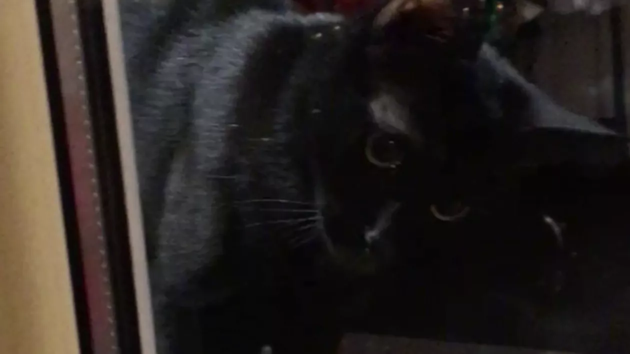 ”Bodyguard-ul” blănos! Pisică neagră, paznic la magazin (VIDEO)