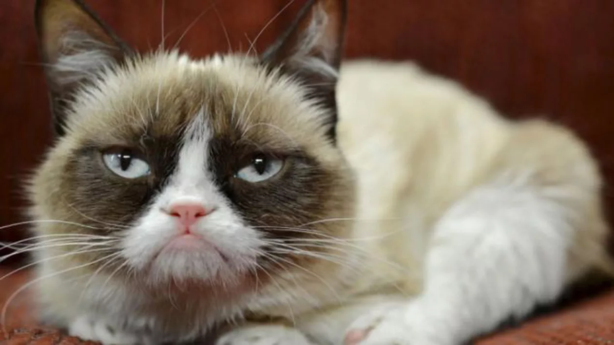 După ce o companie i-a folosit în mod abuziv chipul, Grumpy Cat a câștigat 710.000 de dolari în instanță