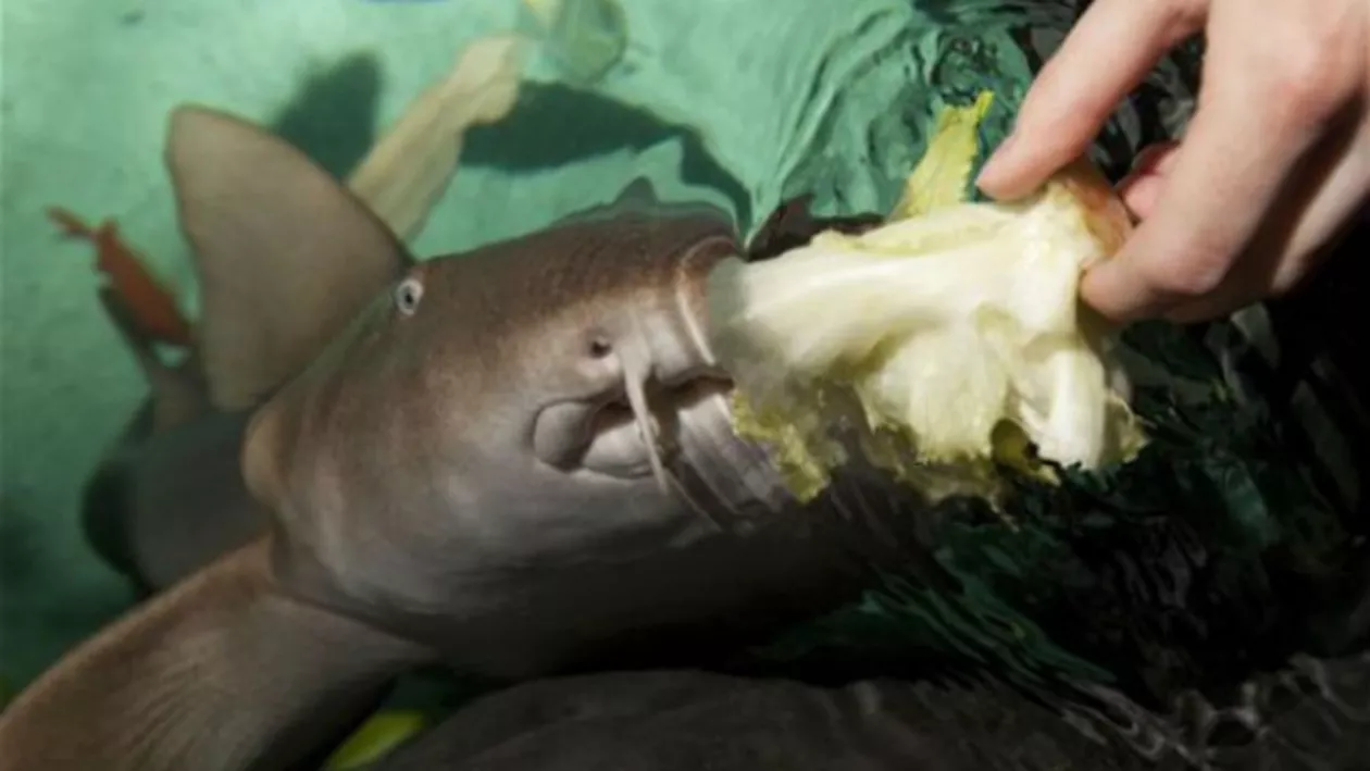 ULUITOR ȘI FASCINANT: A fost descoperit RECHINUL VEGETARIAN