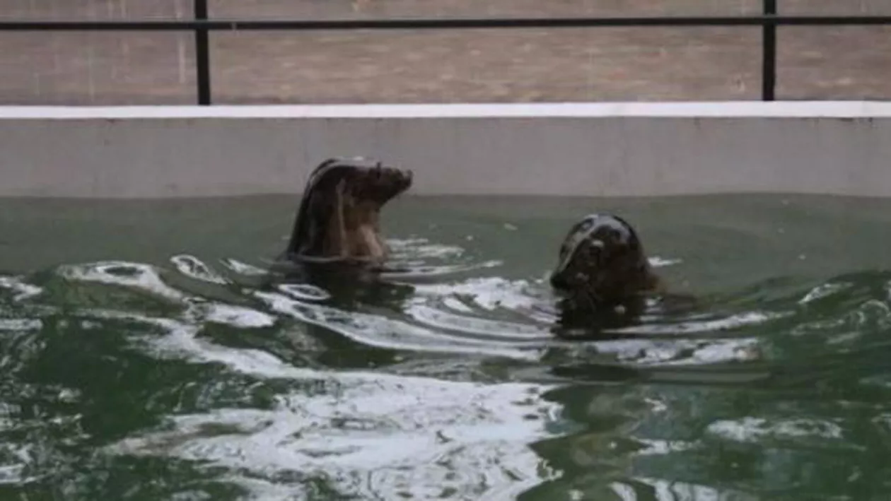 A murit foca de la Delfinariul din Constanța. Aceasta a încercat să evadeze (VIDEO)