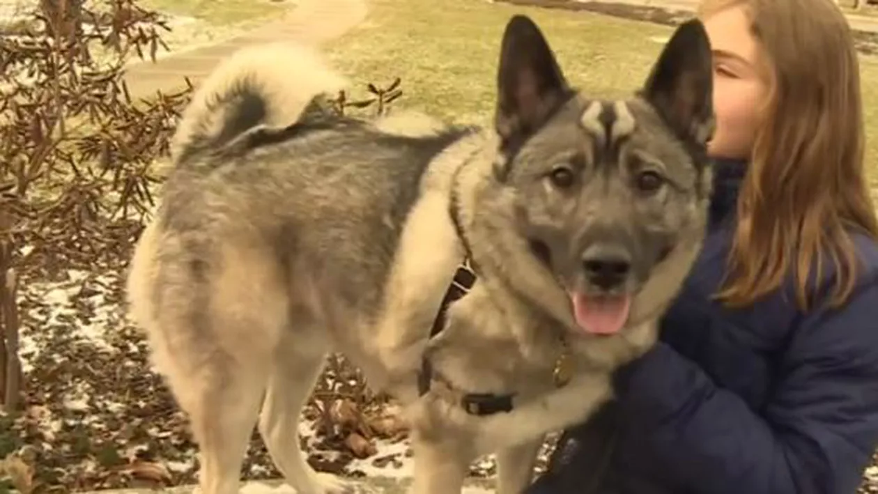 Un câine a fost la un pas să primească ajutor de șomaj (VIDEO)