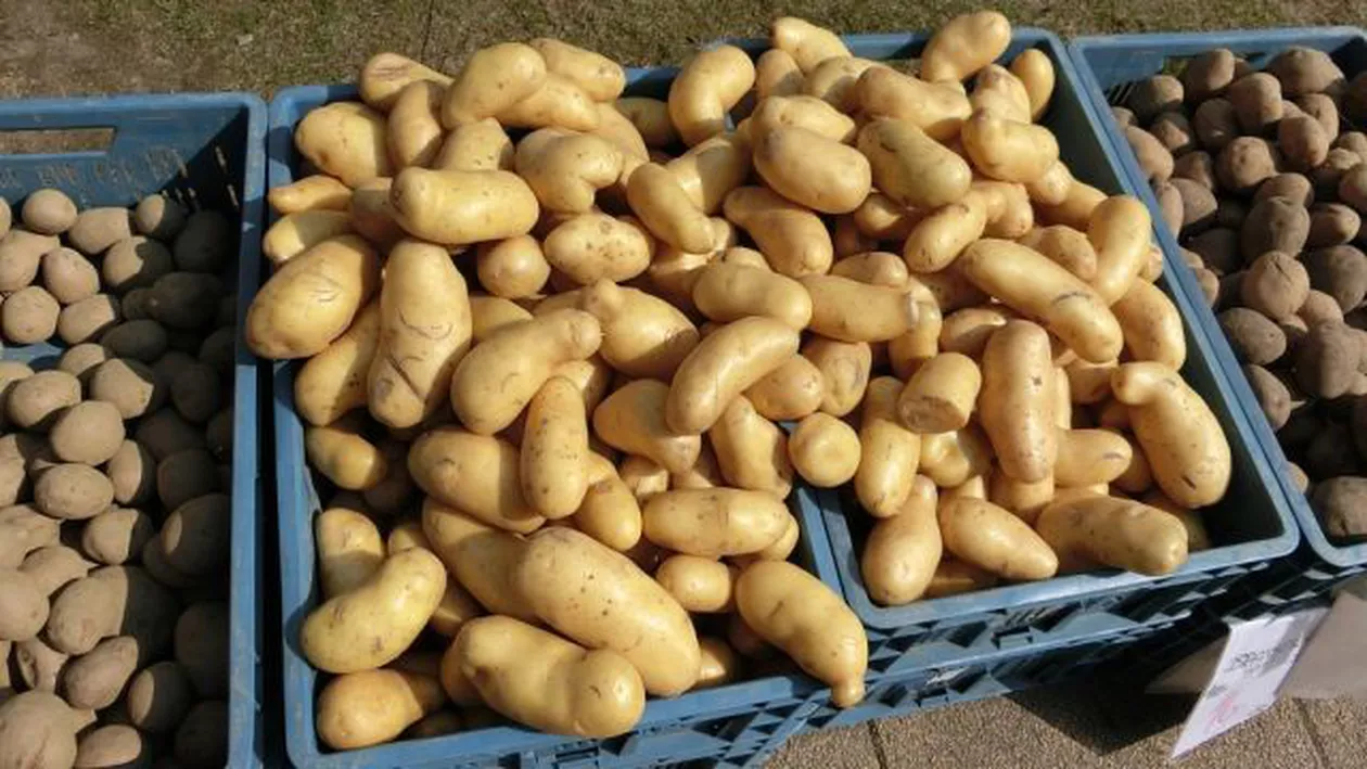Agricultura românească, PE BUTUCI. Am ajuns să importăm cartofi de MILIOANE de EURO, deşi putem produce suficient. Cum explică producătorii autohtoni situaţia
