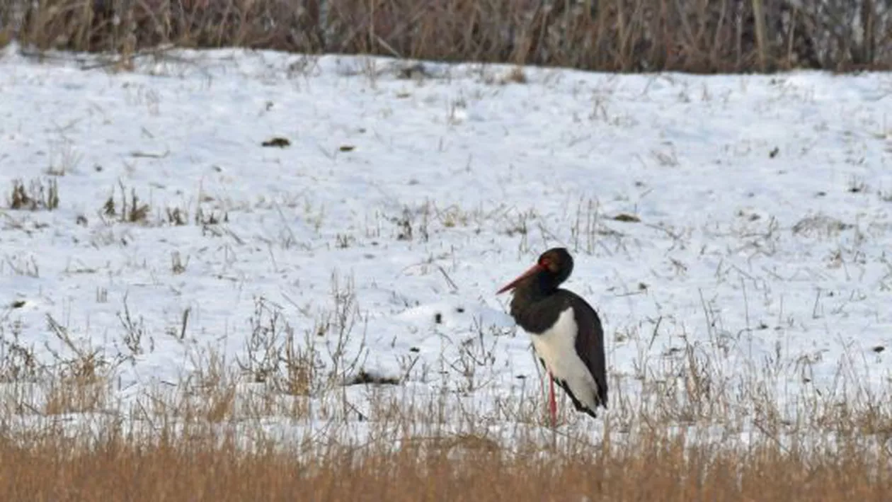 O barză neagră a fost văzută, în plină iarnă, la marginea municipiului Odorheiu Secuiesc (FOTO)