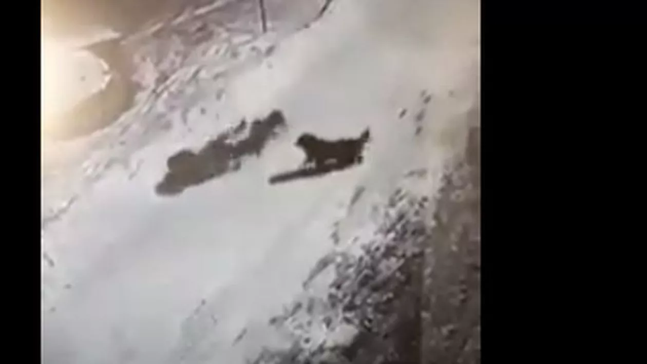 IMAGINI DE GROAZĂ. Femeie ATACATĂ DE CÂINI, la doi pași de Primăria Bicaz. Reacția ULUITOARE a edilului (VIDEO)