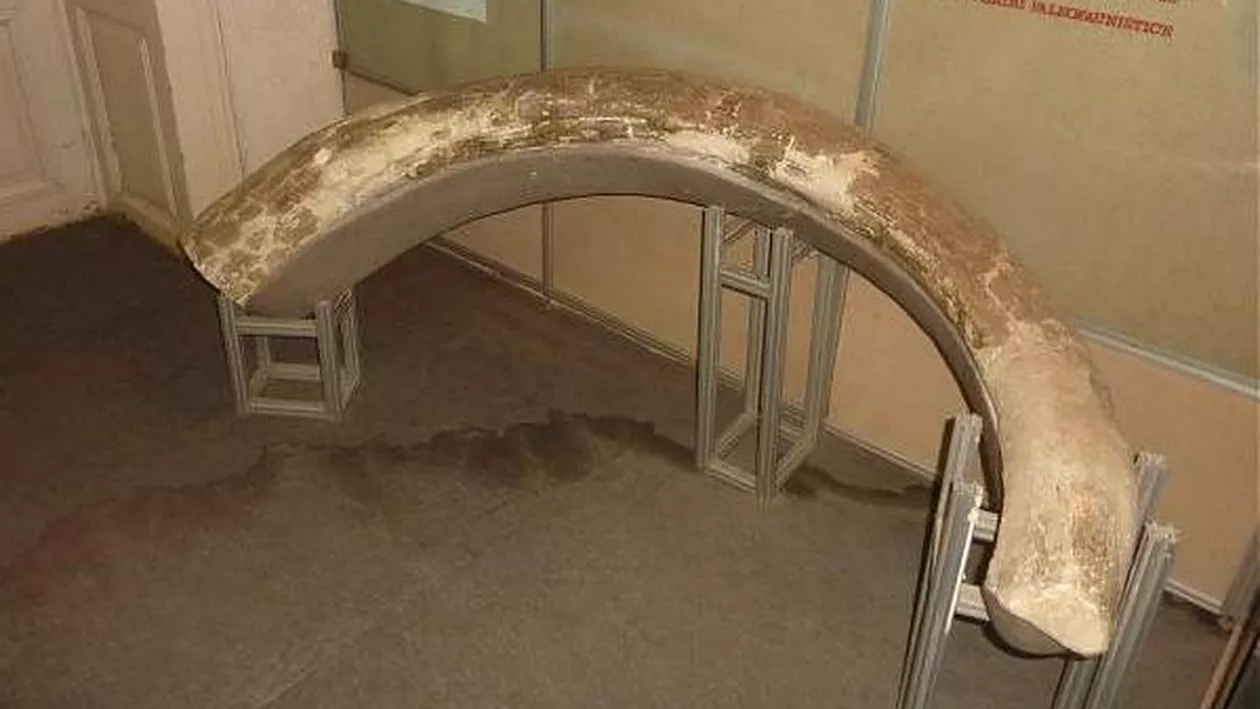 Fosile de mamut, descoperite în albia unui pârâu din Botoşani (FOTO)
