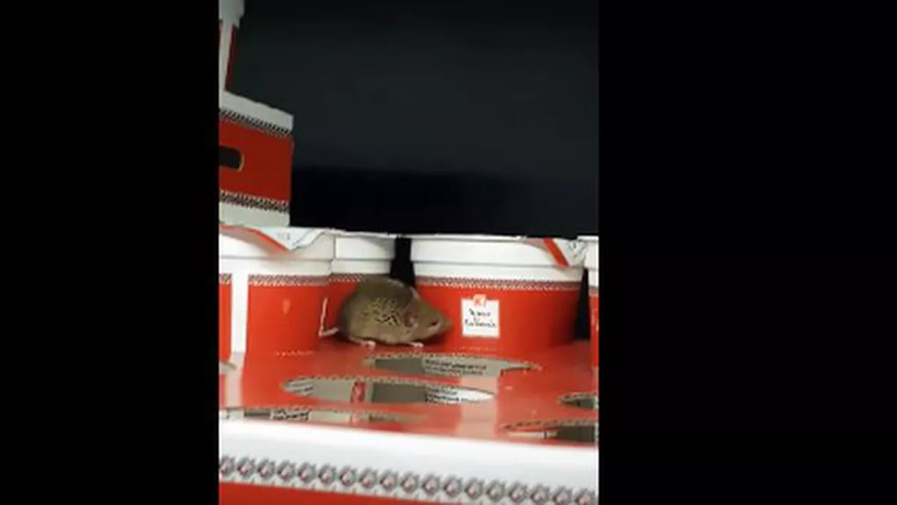 Arad: Un şoarece a fost filmat pe un raft cu lactate dintr-un supermarket (VIDEO)