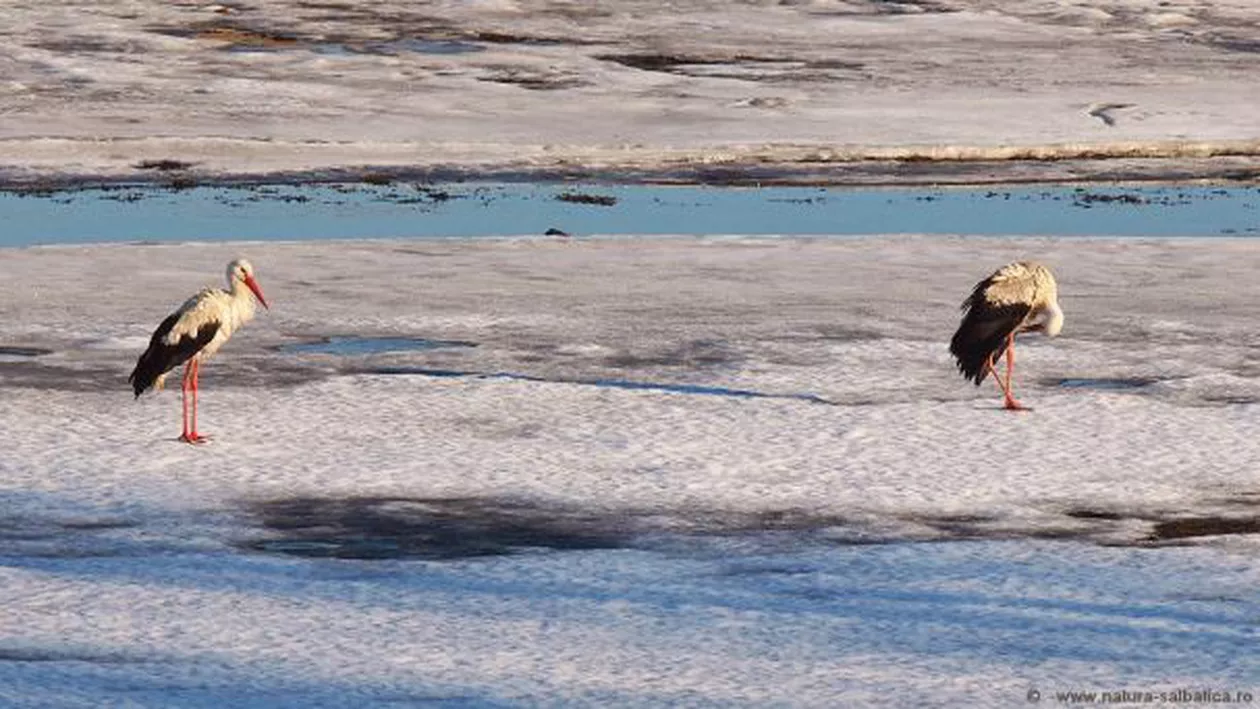 Cum salvăm berzele de la îngheţ. Ce sfătuiesc ornitologii