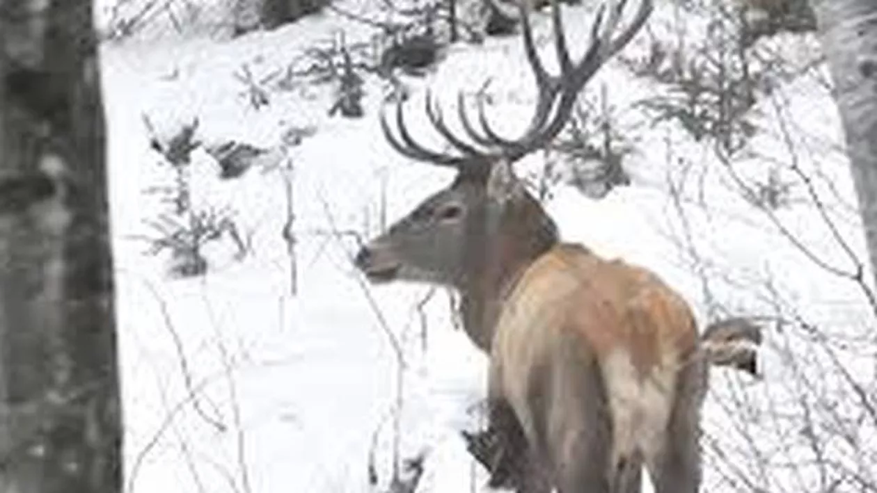 IMAGINI inedite ! Un cerb a pătruns în curtea unui localnic! Ce-a urmat este ULUITOR