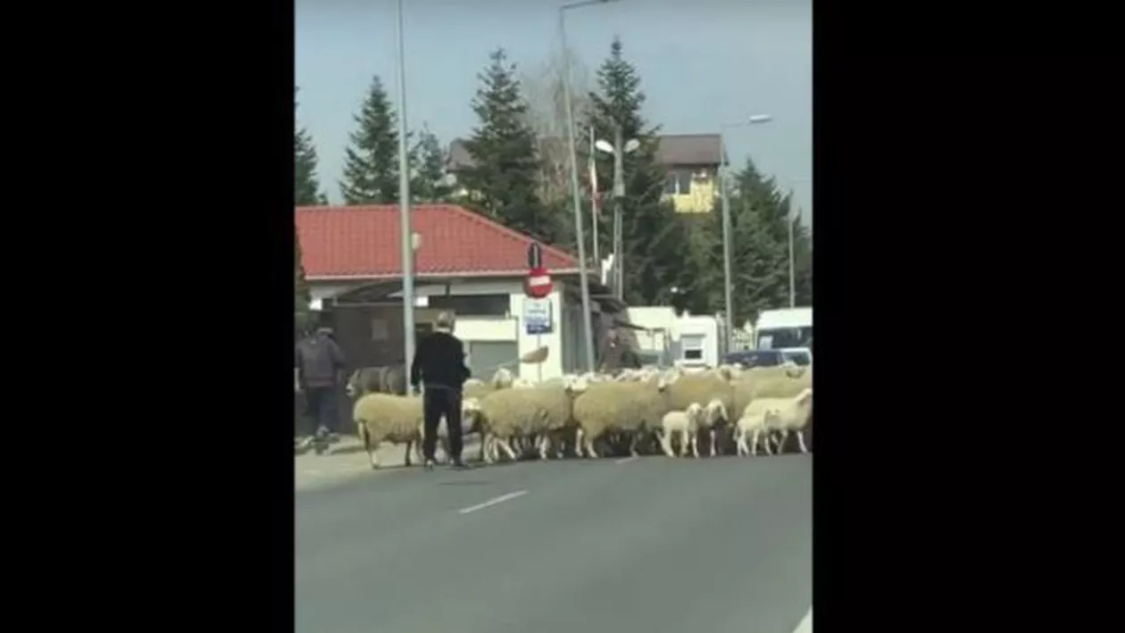 Gigi Becali a blocat circulația în Pipera! Și-a scos oile la păscut! (VIDEO)