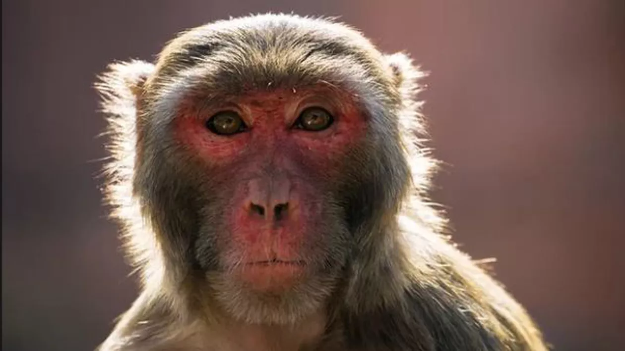 India: Un bebeluș a fost furat de o maimuță