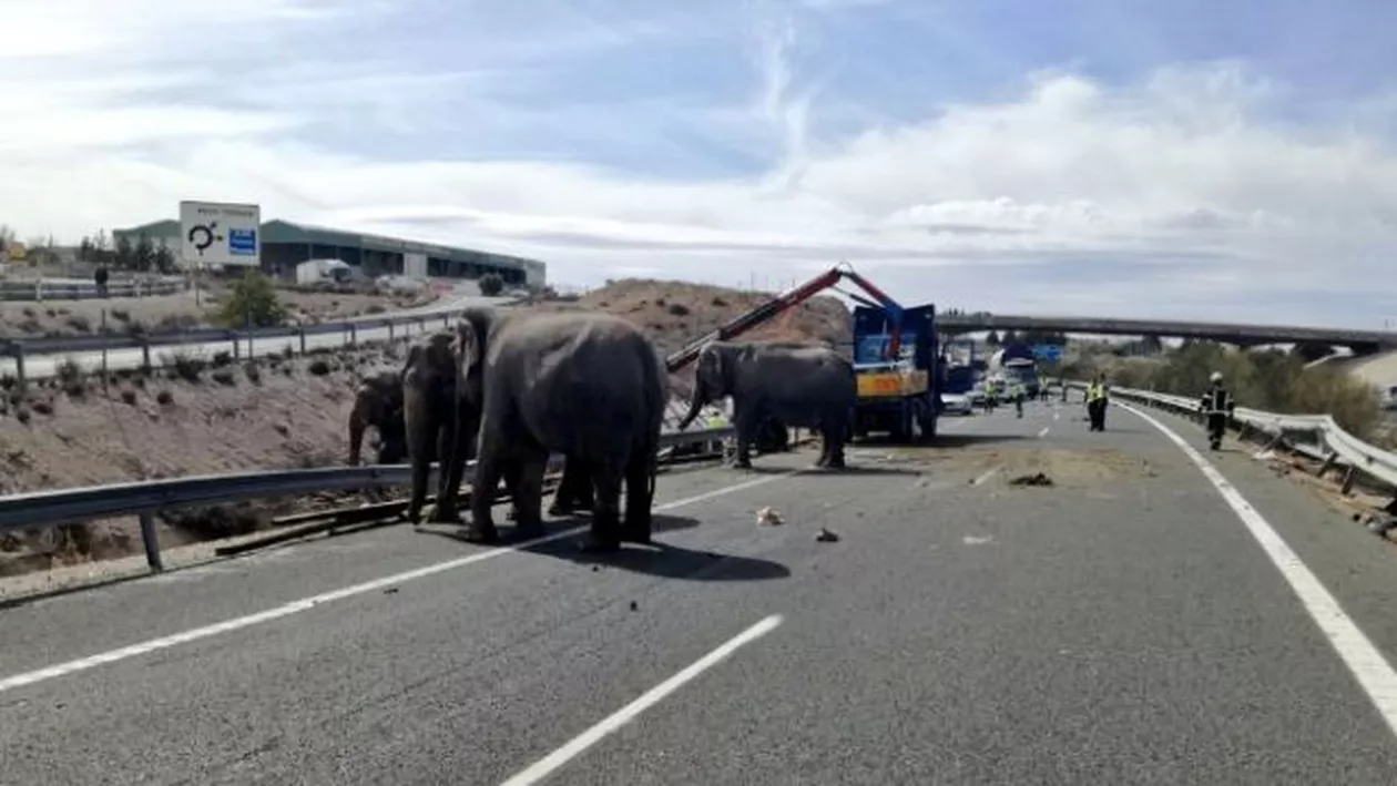 Imagini ŞOCANTE în Spania! Un camion care transporta elefanți S-A RĂSTURNAT! Intervenţie dramatică a POLIŢIŞTILOR