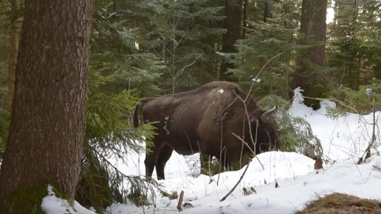 IMAGINI RARE: Un zimbru aflat în căutarea hranei a fost surprinse în Parcul Natural Vânatori-Neamţ (VIDEO)
