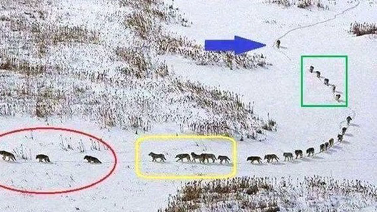 VIRAL! Imaginea unei HAITE: Primii sunt bătrânii, apoi cei PUTERNICI şi prostimea. INCREDIBIL cine e ultimul...