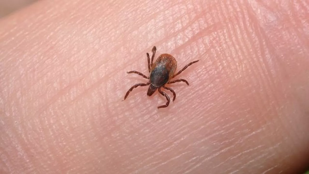 Primul lucru pe care trebuie să-l faceţi dacă sunteţi muşcaţi de căpuşe! Tot ce TREBUIE să știți