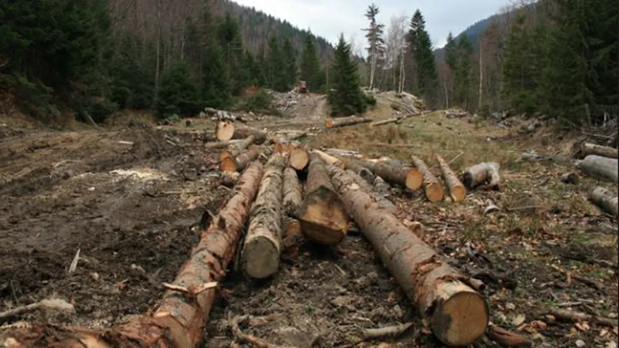 MAFIA LEMNULUI. Descoperire revoltătoare a polițiștilor. Cine face parte din 'CARACATIȚĂ'