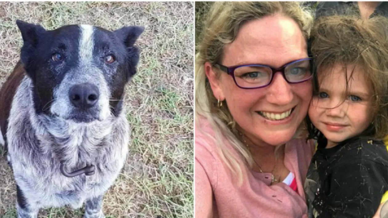 Un câine surd şi parţial orb a păzit 15 ore o fetiţă de 3 ani care s-a rătăcit în Australia