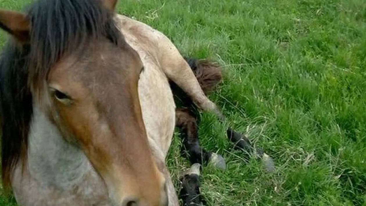 REVOLTĂTOR! A intrat cu maşina de teren într-o rezervaţie de lângă Oradea şi acum un cal de rasă trebuie dus la abator (FOTO)