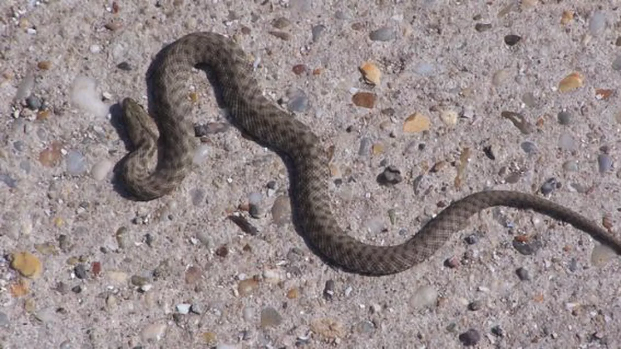 Argeș: Un adolescent a fost mușcat de viperă în zona Transfăgărășan