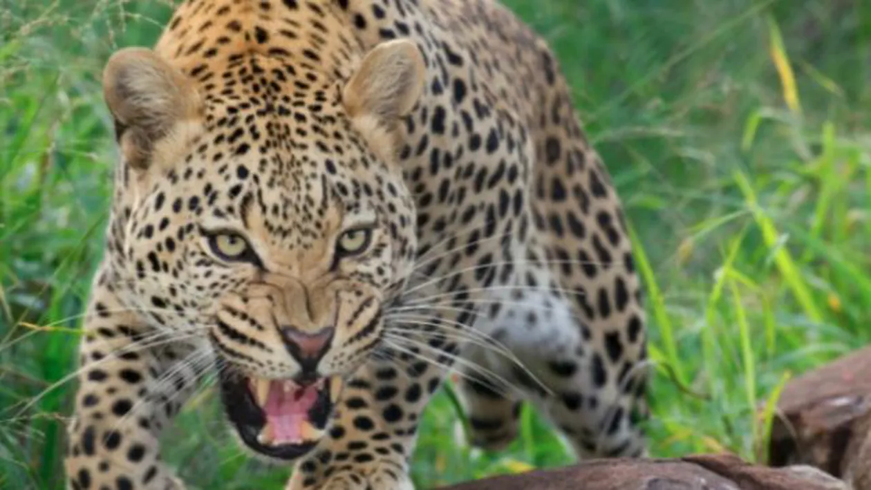 Uganda: Un copil a fost mâncat de un leopard în parcul naţional Queen Elizabeth