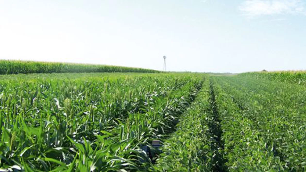 Cum au reușit agricultorii români să-și tripleze producția în doi ani: Metoda este împumutată din Occident 