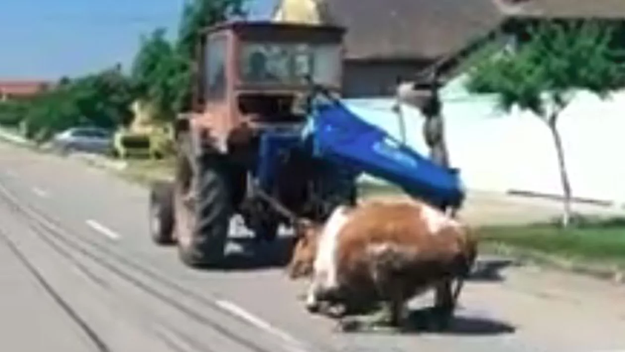 Timiș: O vacă a fost târâtă cu tractorul pe o stradă din Giroc. De ce a apelat proprietarul la această acțiune (VIDEO)