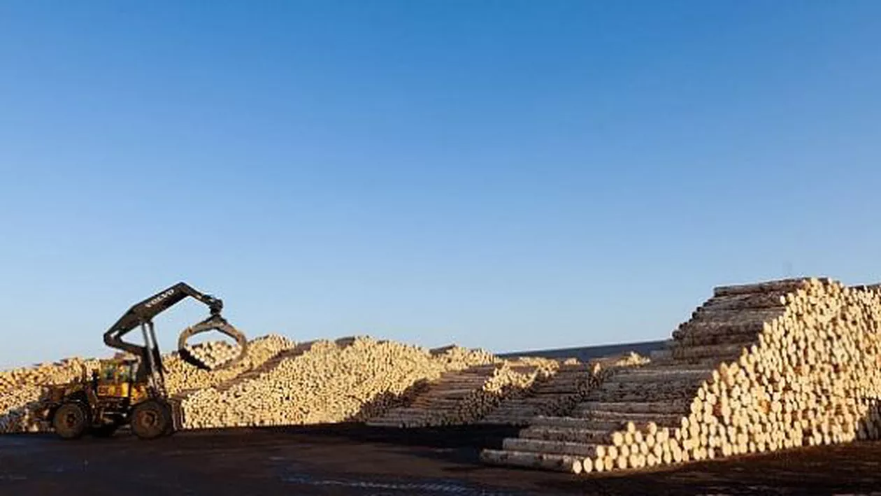 SURSE: Patru directori ai MAFIEI LEMNULUI, puşi sub urmărire penală de DIICOT