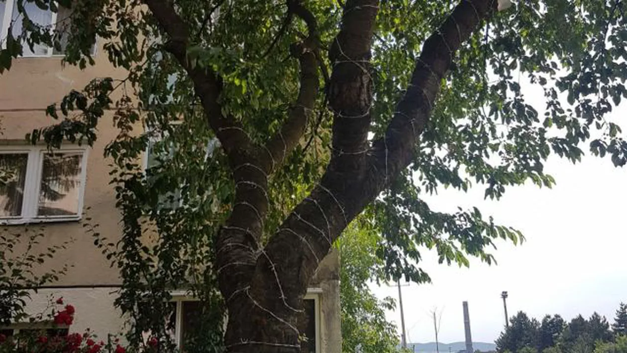 Ultima găselniță: Cireș înfășurat cu SÂRMĂ GHIMPATĂ pentru a-i ține la distanță pe pofticioși (FOTO, VIDEO)