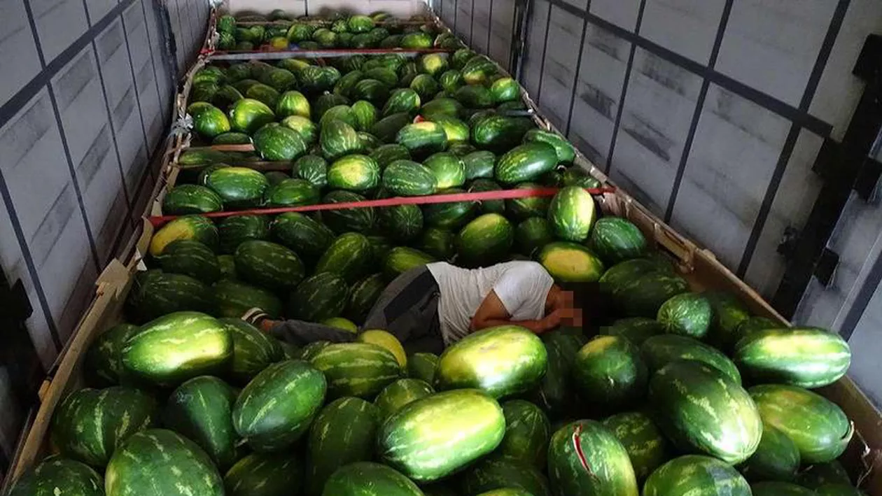 VAL de refugiați în ROMÂNIA: Pakistanezi, prinși la graniță între pepenii încărcați într-un tir