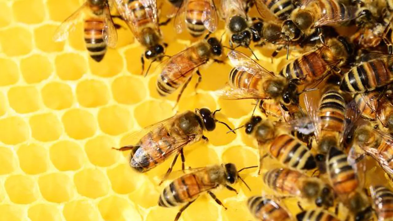 ALERTĂ la Cluj. Albinele sunt afectate de o BOALĂ GRAVĂ. Ce trebuie să ştie toţi apicultorii