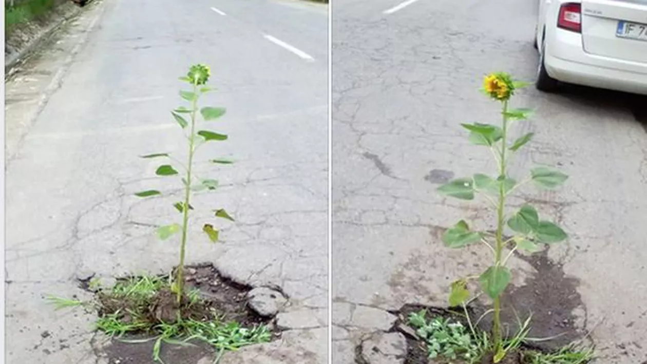 Natura frumoasă: Se vor coace semințele până vin reparatorii! (FOTO)