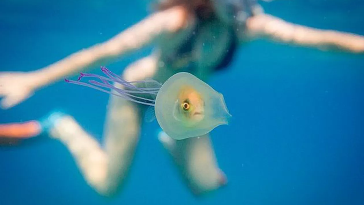 AVERTISMENT pentru turiştii care merg la MARE: Cea mai periculoasă specie de meduză face RAVAGII! Poţi paraliza PE LOC