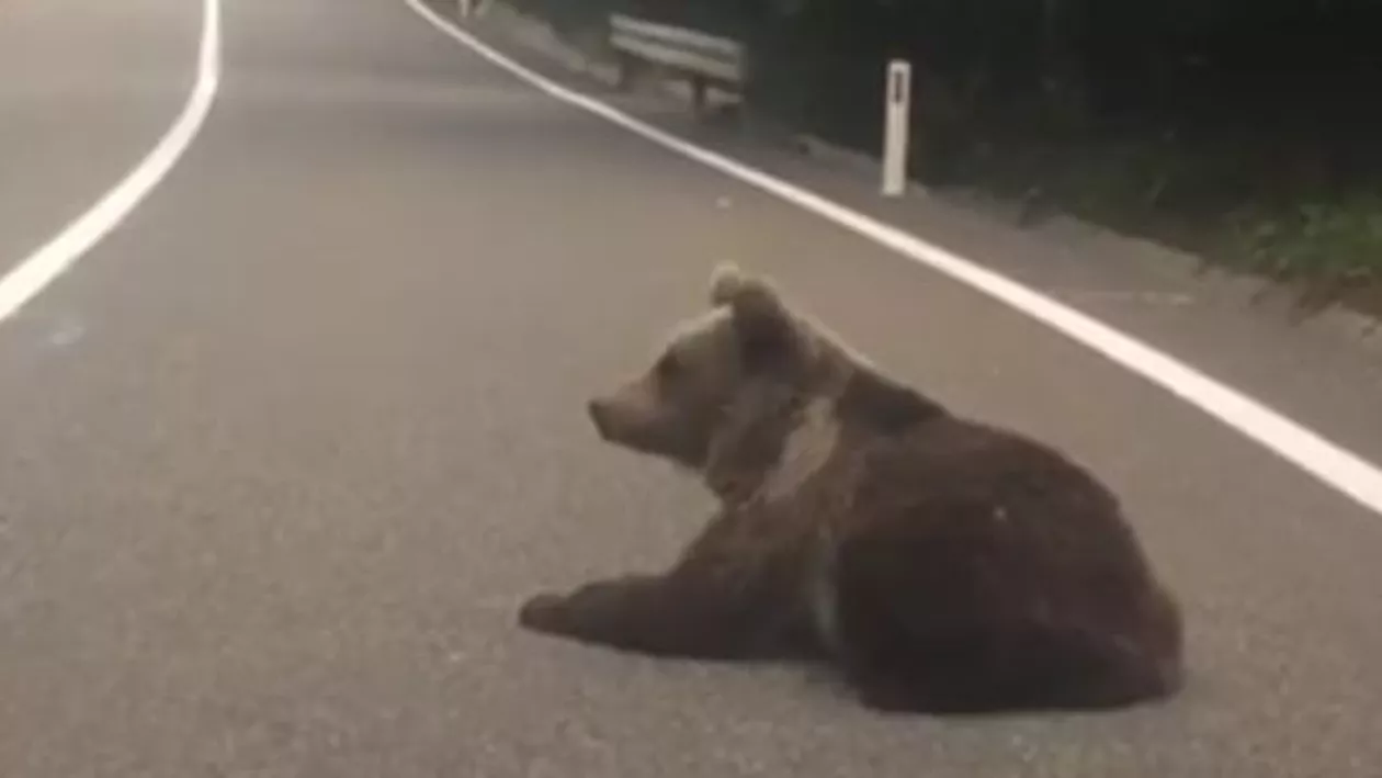 Pui de urs, surprins pe DN 2D mâncând mere și gogoși (VIDEO)