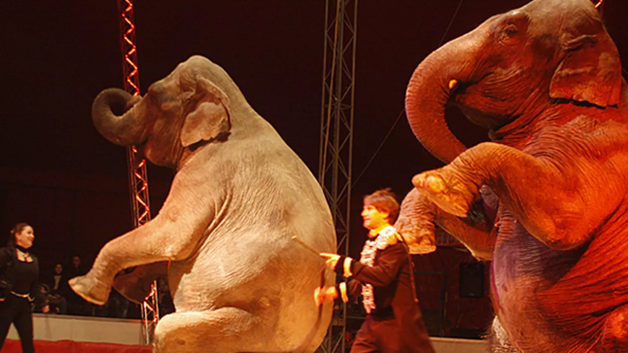 PANICĂ la circ: Un elefant A LUAT-O RAZNA. Spectatorii, la un pas de a fi răniți (VIDEO)