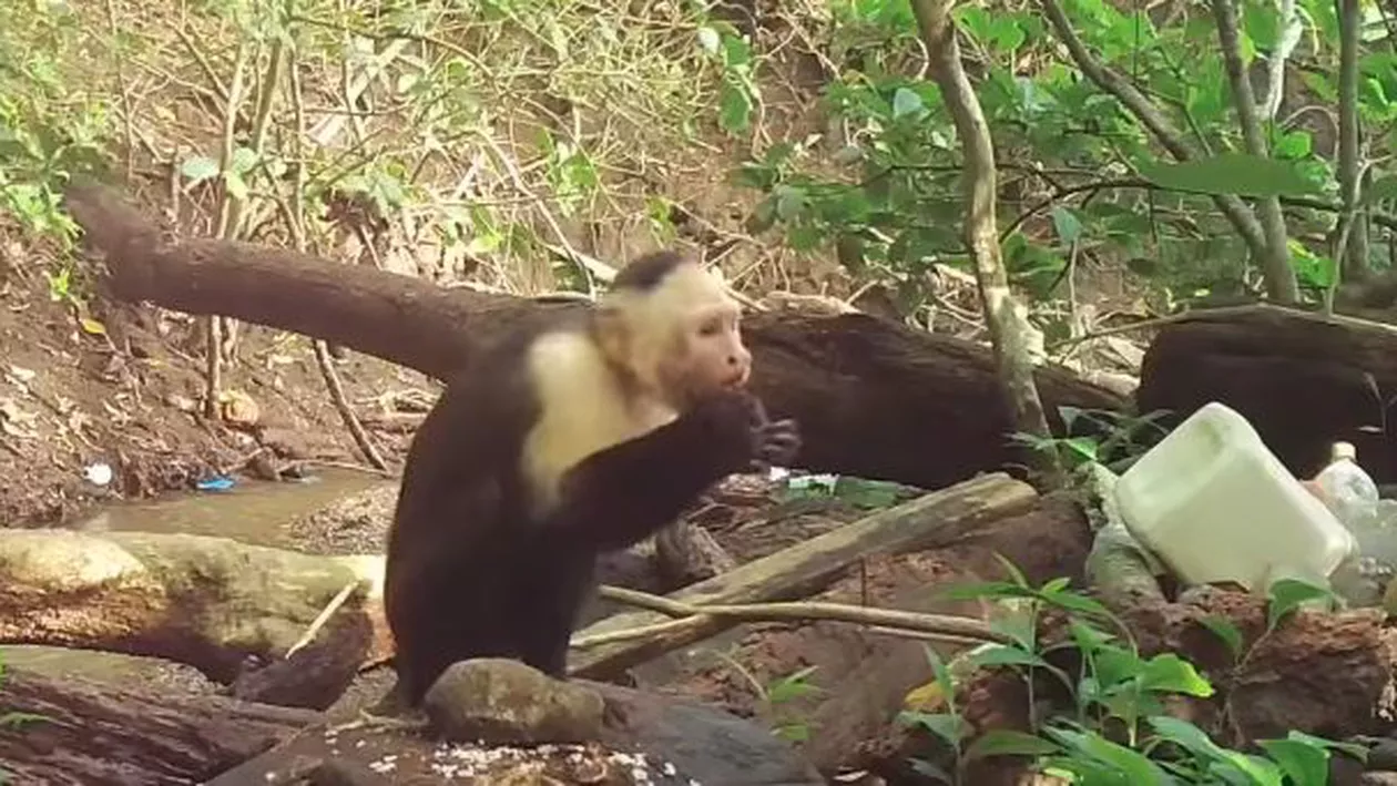 Maimuţele de pe o insulă din Panama au intrat în... Epoca de Piatră! (VIDEO)